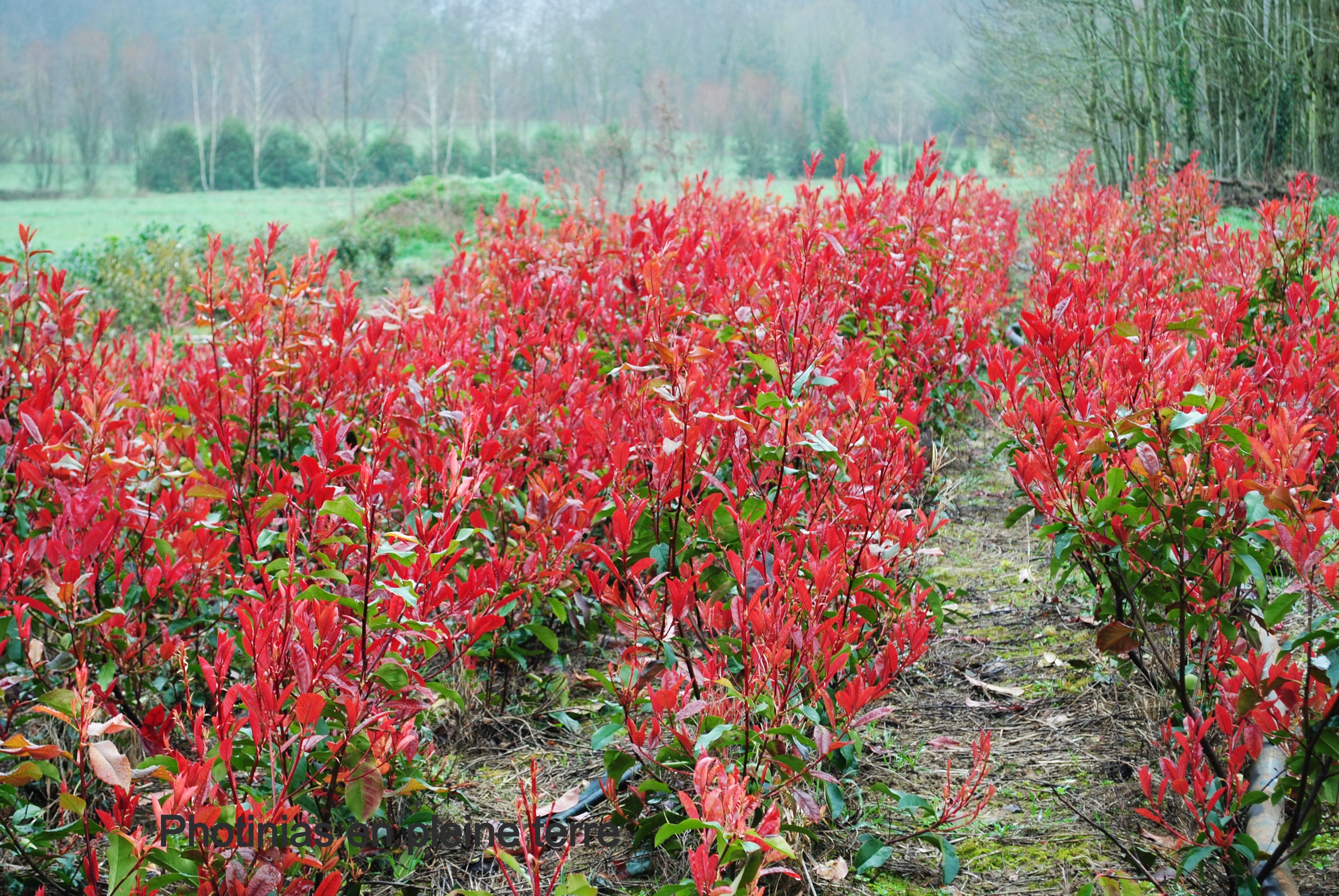 PHOTINIA en pleine terre