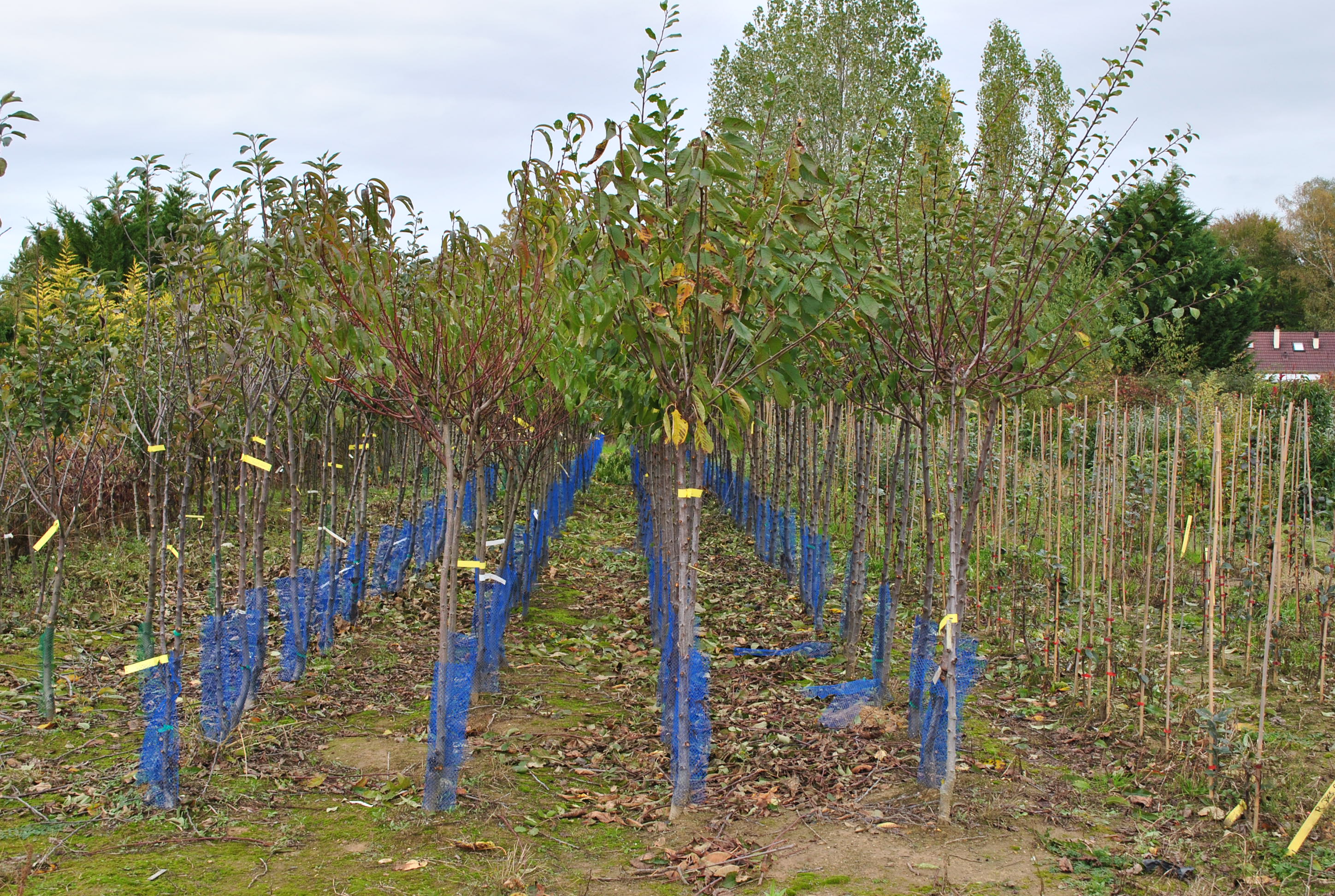 Les plantations de fruitiers
