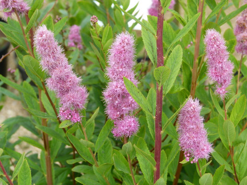 Spiraea Billardii Pepinieresmellot