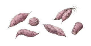 さつまいもPNG_5.png
