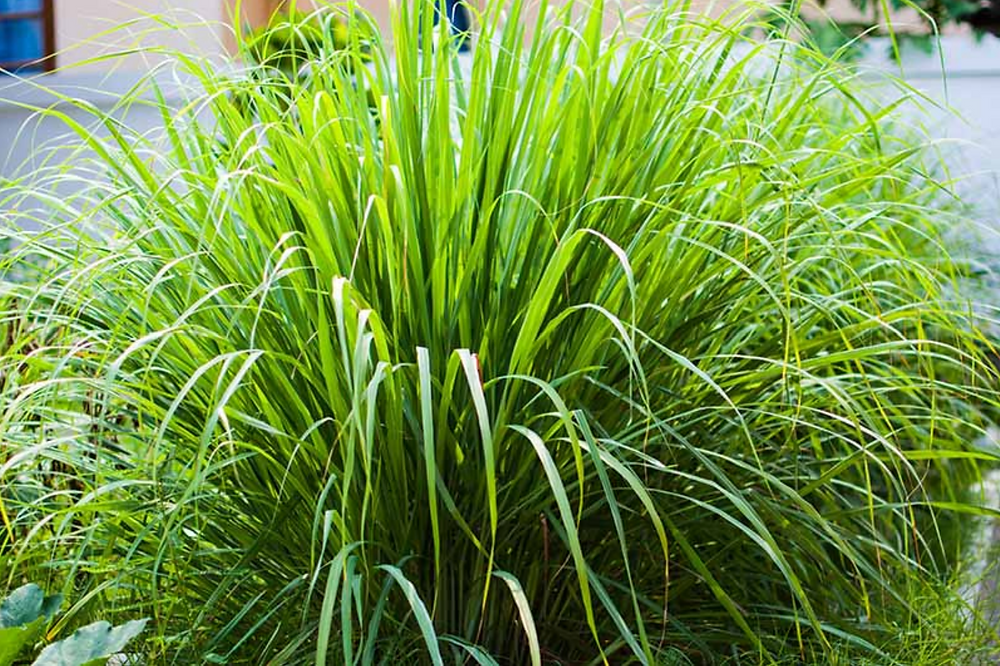 Lemon Grass - Cymbopogon citratus
