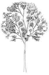 tree.png