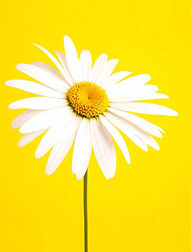 marguerite-fond-etre-en-vie.jpg