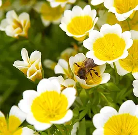 Meadowfoam