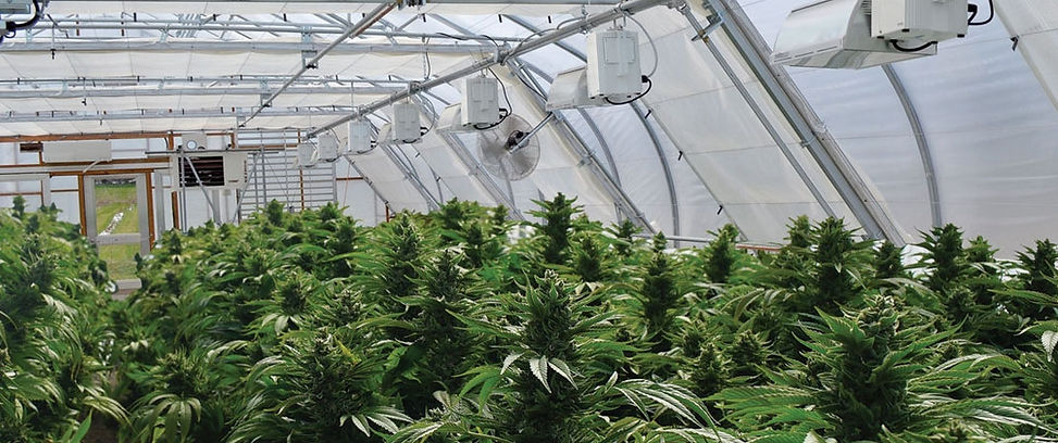 ein-großes-spannzelt-in-dem-cannabis-unt