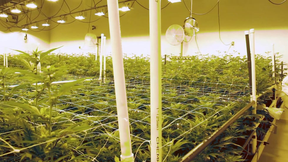 eine-lagerhalle-in-der-cannabis-professi