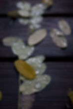 leaves on the ground with rain drops