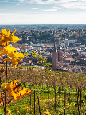 Wanderungen Neustadt an der Weinstraße