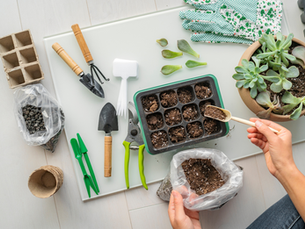 Indoor Gardening: A Winter Oasis for Small Spaces