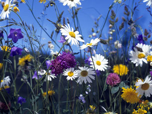 Wildflower Garden Additions