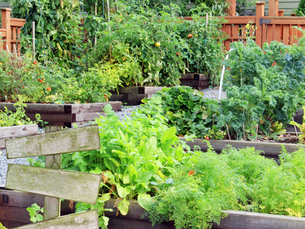 Why Every Senior Community Needs a Garden Space