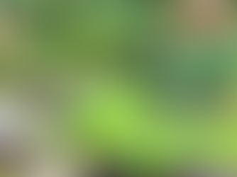 Why Every Senior Community Needs a Garden Space