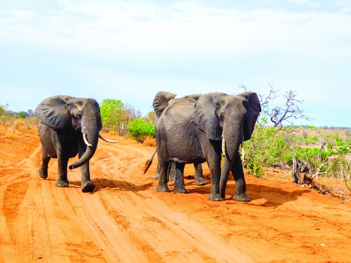 Contiki, Treadright Foundation, The Travel Corporation, The SustainabilityX® Magazine