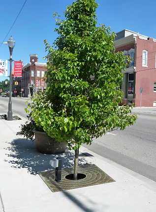 Big Rapids, MI tree filter