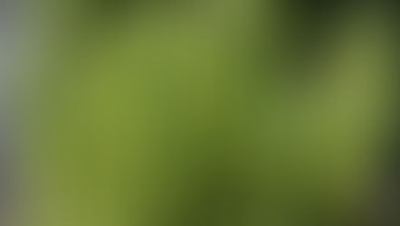 Le Procès du Romarin