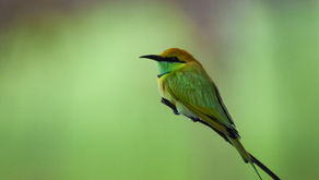 📮 Carnet de vol d’un oiseau nomade