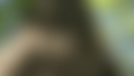 🌳 Lettre du Chêne à l’humanité