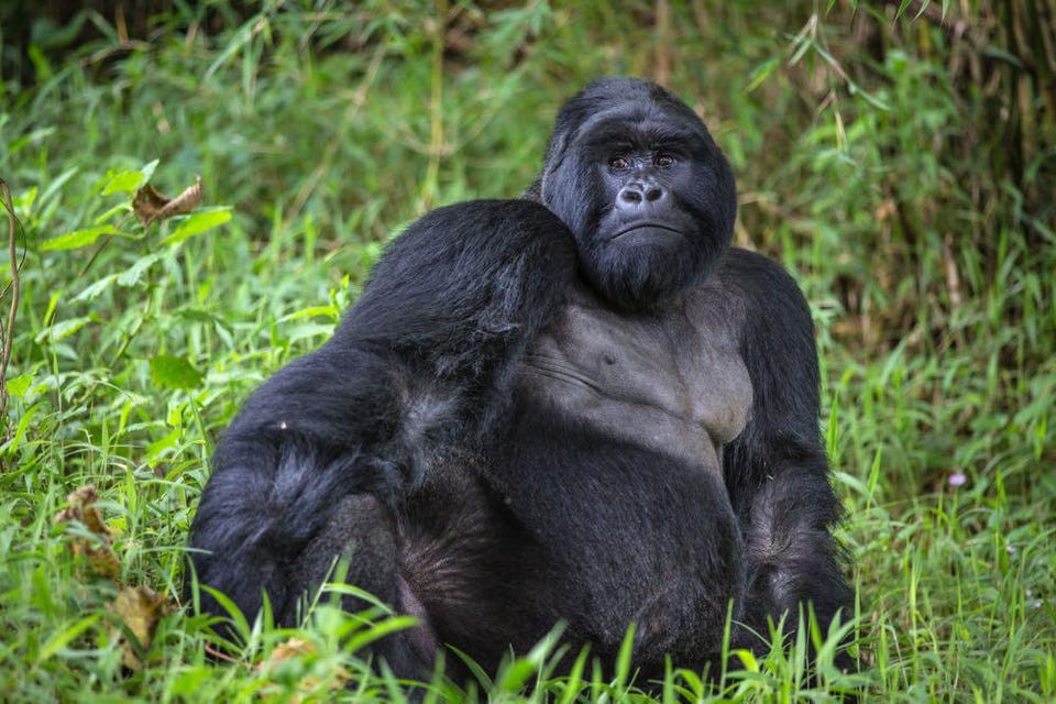 A Silverback Mountain Gorilla