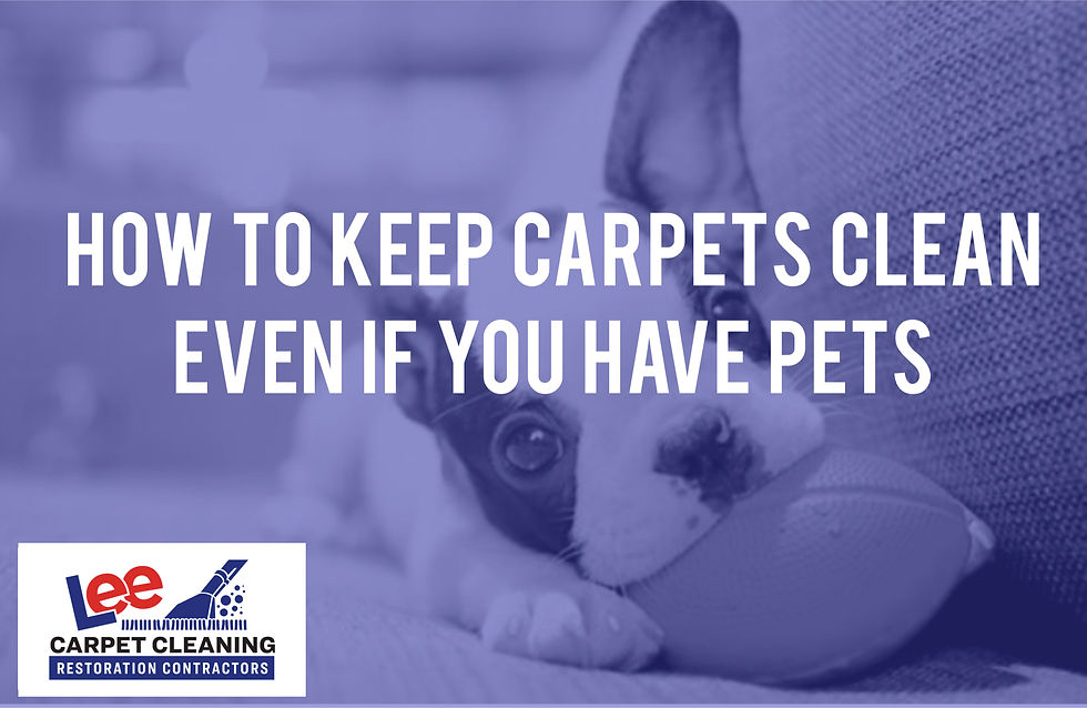 How To Keep Carpets Clean Even if You Have Pets.