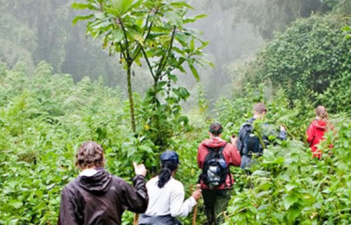 Tourists Gorilla Trekking