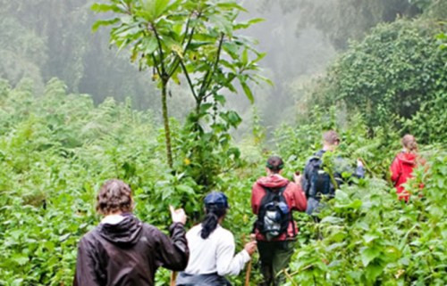 Tourists Gorilla Trekking