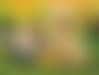 Os animais de estimação que perdemos, reencontraremos um dia no plano espiritual?