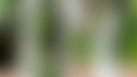 Por que alguns centros espíritas colocam plantas medicinais dentro da água magnetizada?