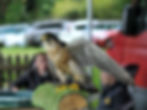 Bird of Prey