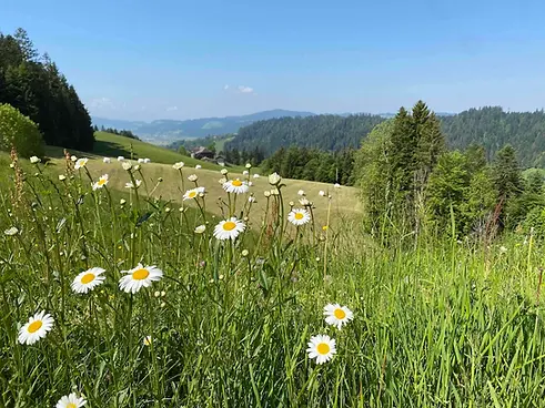 Blumenwiese.webp