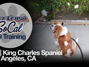 King Charles Spaniel - Dog Traniner | Gio | Los Angeles, CA