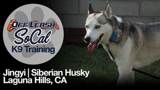husky off leash training