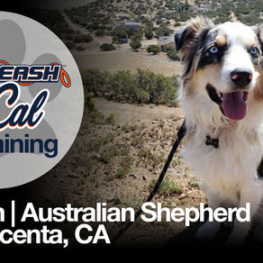 Australian Shepherd Dog Training | Winston | LA Crescenta, CA
