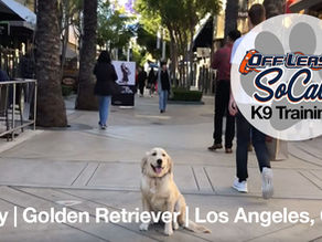 Lucy | Golden Retriever Dog Training | Los Angeles, CA