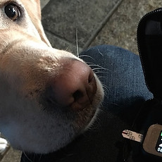 Diabetic Alert Dog Training Program.jpg