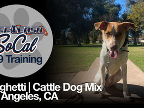 Cattle Dog Mix | Spaghetti | Los Angeles, CA