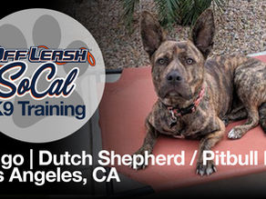 Ringo | Dutch Shepherd / Pitbull Mix Dog Training | Los Angeles, CA