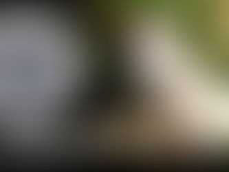 Miniature Bull Terrier - Dog Training | Bean| Los Angeles, CA