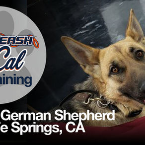 German Shepherd - Dog Training | Ripley | Santa Fe Springs, CA