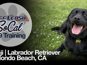 Labrador Retriever Dog Training | Benji | Redondo Beach, CA