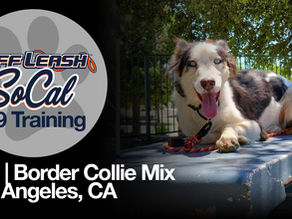 Border Collie Mix - Dog Training | Levi | Los Angeles, CA.