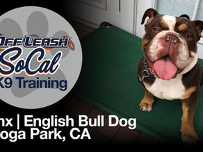 Bronx | English Bulldog Dog Training | Canoga Park