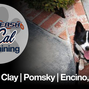 Pomsky - Dog Training | Cassius Clay | Encino, CA