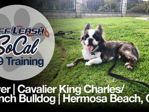 Cavalier King Charles/ French Bulldo - Dog Training | Oliver | Hermosa Beach, CA