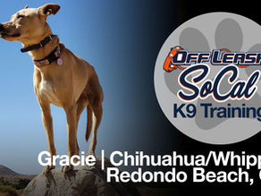 Gracie | Chihuahua/Whippet Dog Training | Redondo Beach, CA