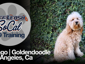 Goldendoodle - Dog Training | Mango | Los Angeles, Ca