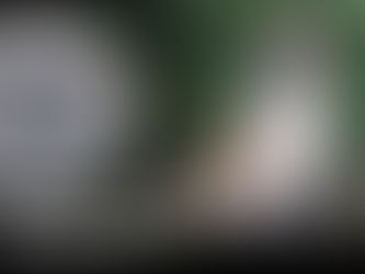 Saint Bernard - Dog Training | Biggie | Los Angeles, CA