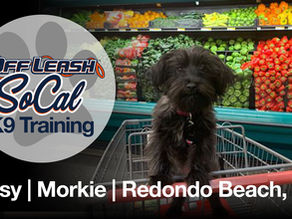 Tipsy | Morkie Dog Training | Redondo Beach, CA