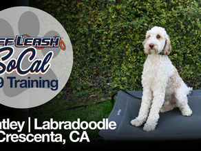 Labradoodle - Dog Training | Bentley | La Crescenta, CA