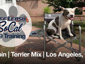 Pippin | Terrier Mix Dog Training | Los Angeles, CA.