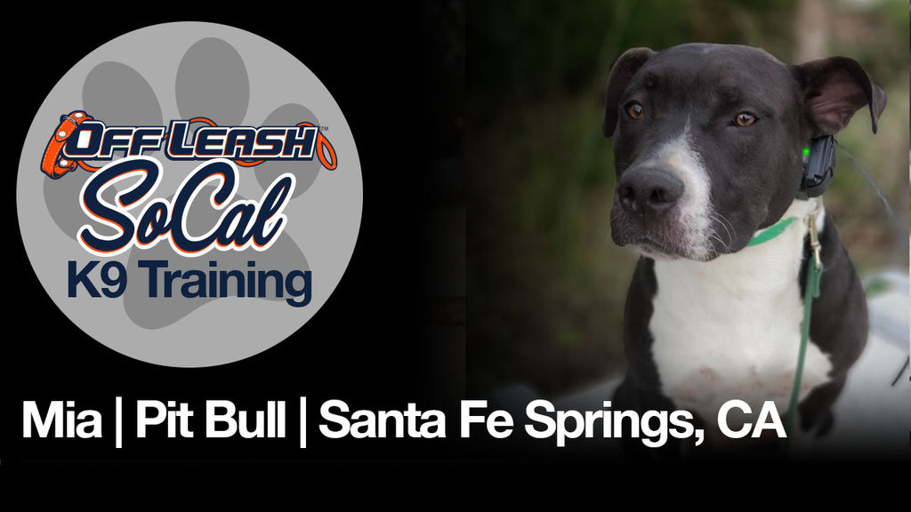 off the leash dog training near me